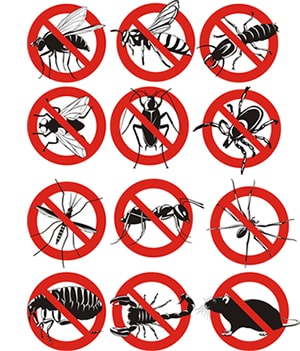 obtener un precio de una empresa de exterminio que puede retiro los avispones de su hogar o negocio en Maine y ayudarle a prevenir futuras infestaciones